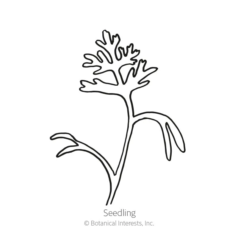 Orange California Poppy Seeds