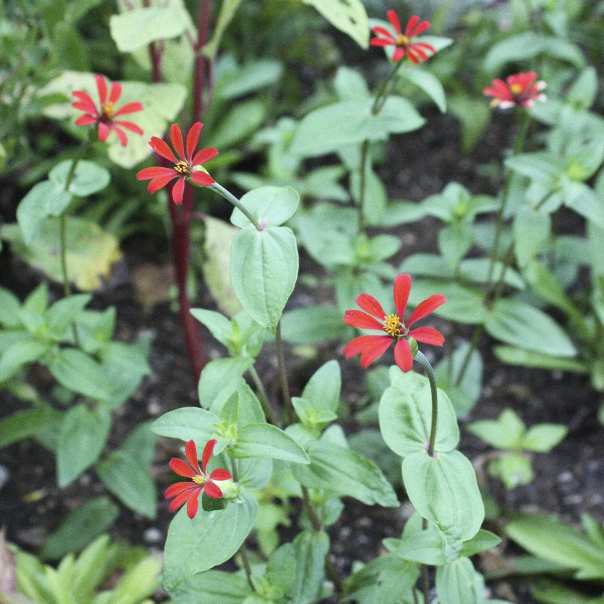 Red Spider Zinnia Seed Pack