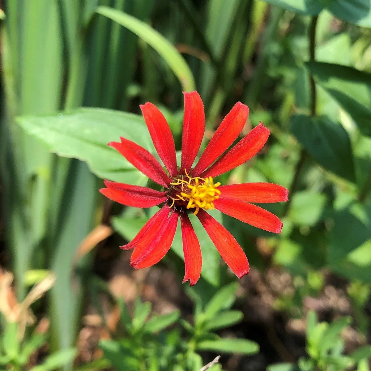 Red Spider Zinnia Seed Pack
